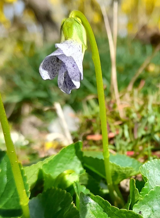 Viola odorata freckles - 1ltr pot
