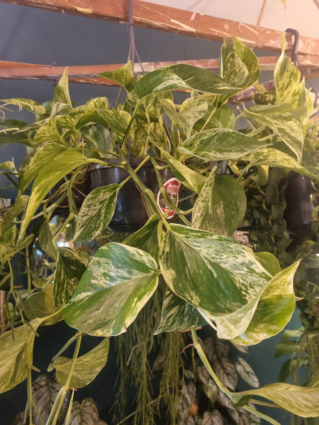 pothos, Marble queen hanging plant 