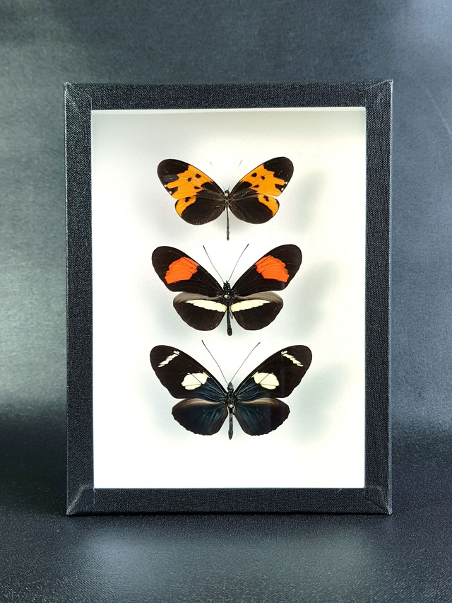 Trio d&#039;Heliconius