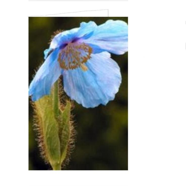 Blue Nepalese Himalayan Poppy flower greeting card 
