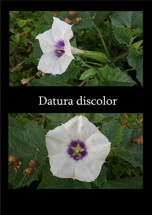 100 graines de Datura discolor rare seeds samen angels trumpet semilla stramoine