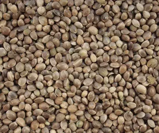 Chènevis – BELCANTO