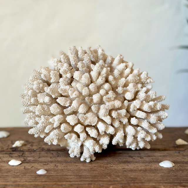 le grand corail