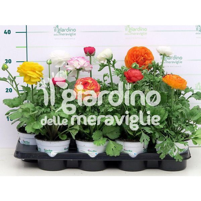 P02 . Ranuncolo in vaso 14