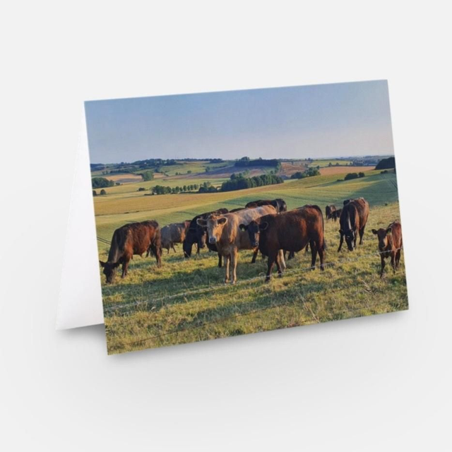 Cattle in afternoon sun at the Lincolnshire Wolds greeting card