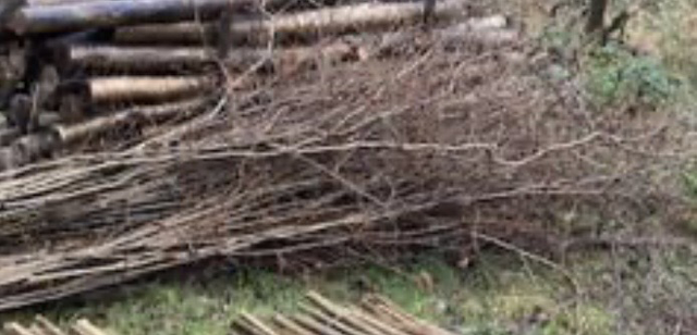 Pea Sticks 10 in a bundle 