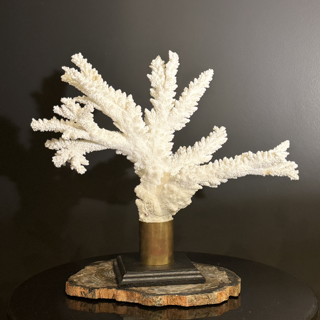 Corail Acropora