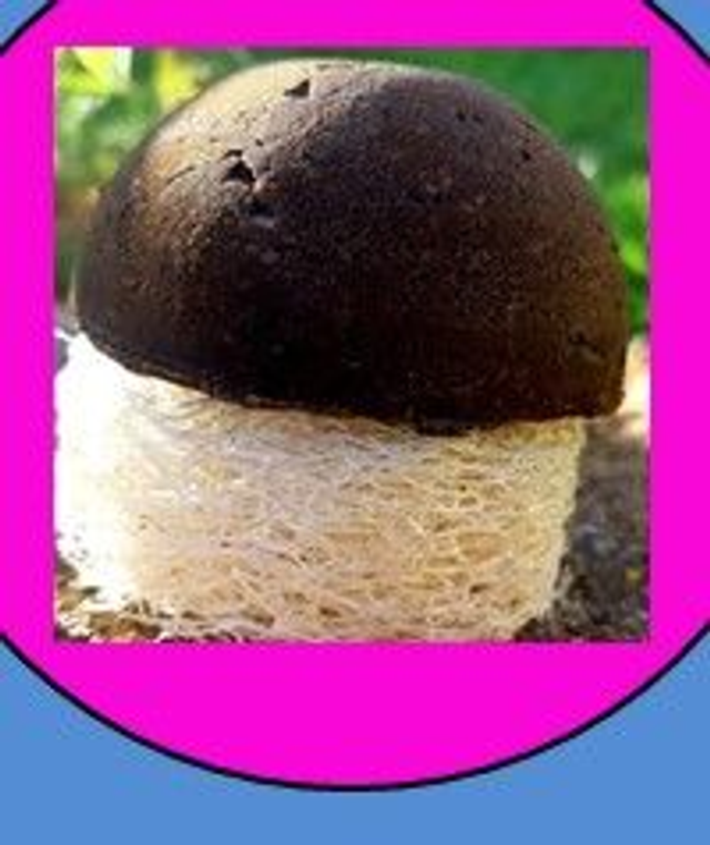 Cheveux Mixtes Tous cheveux - sans huile essentielle - 80 gr en forme demi-bulle super pratique !