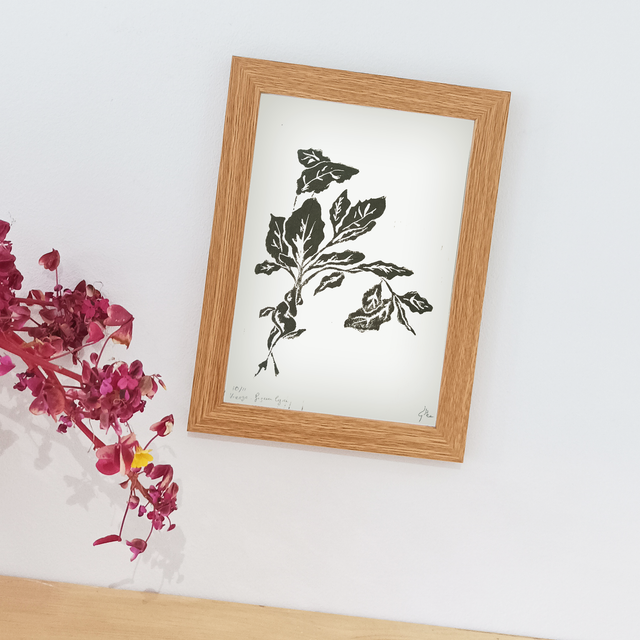 Figuier lyre. Vierge