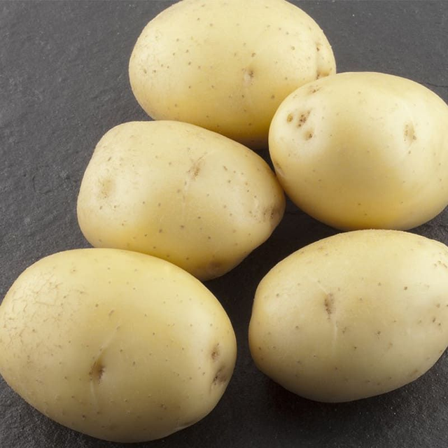 Colomba – Pomme de terre précoce à chair tendre