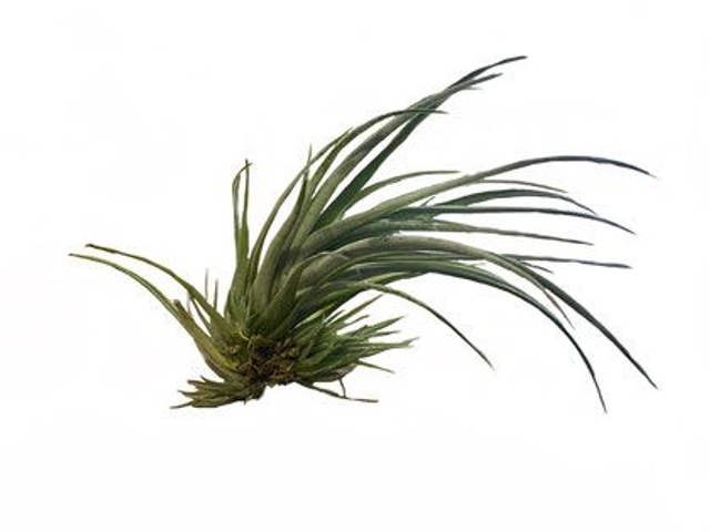 Tillandsia pringlei