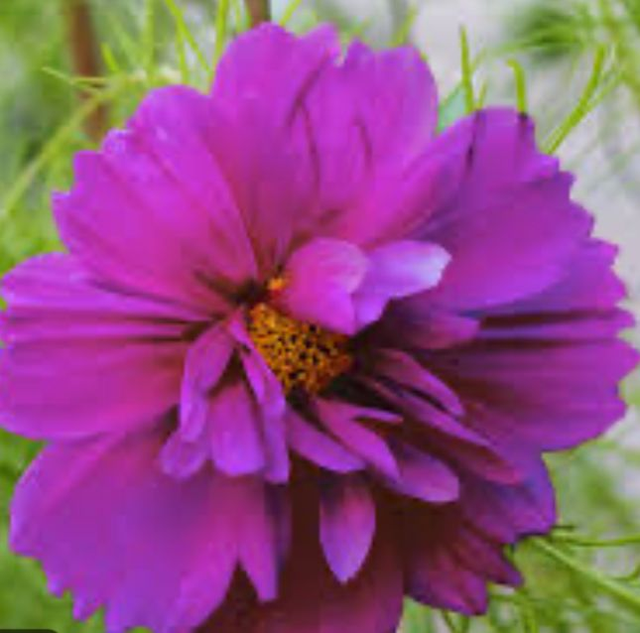 Cosmos Fizzy Purple