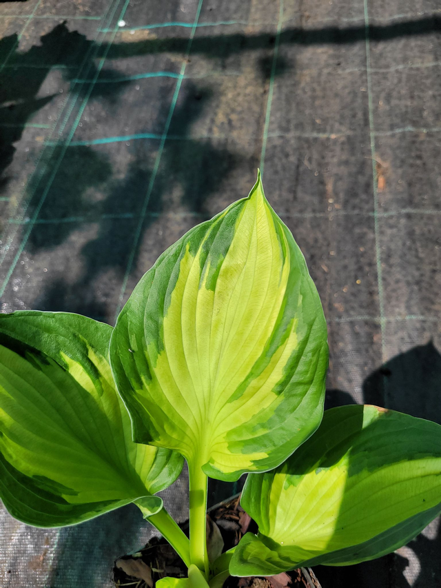 Hosta 'Colored Hulk' bare root