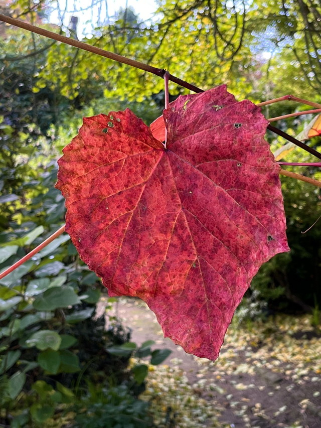 I love Calderstones Park - Print