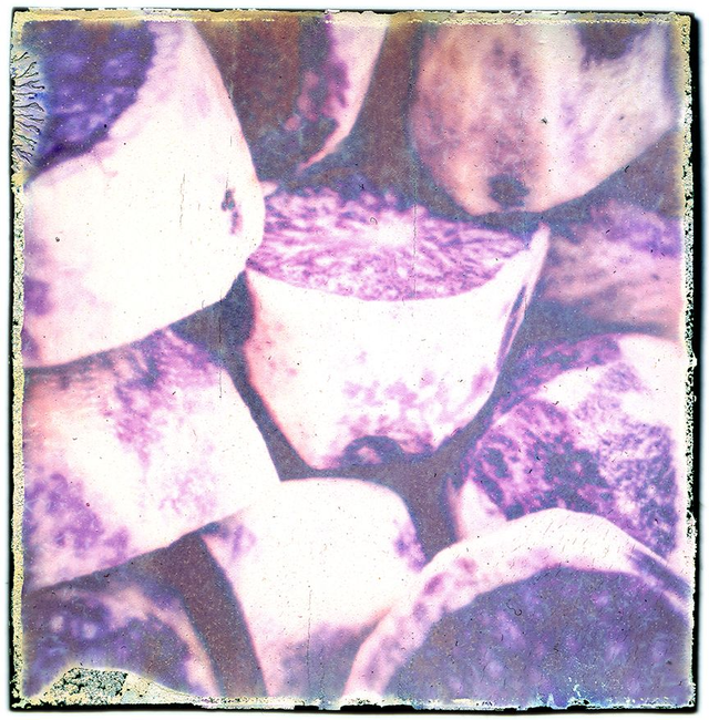 Kitchen Artwork - Polaroid Art - Purple Potatoes - 12x12 inches