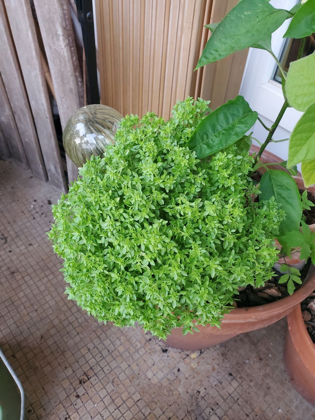 Basilic Grec (petites feuilles)