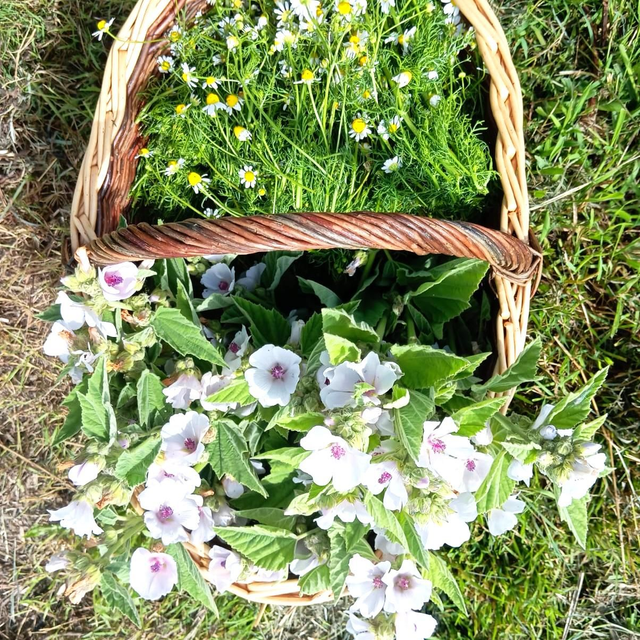 Grand Froid - bio 25g