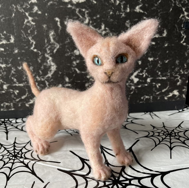 Sphynx kat (naaktkat)