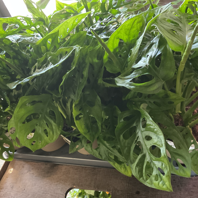 Monstera Obliqua