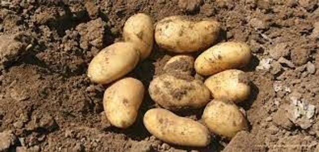 PATATE MURARO-VERONA gialle 1KG