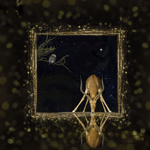 Tirage Dibond Windows at Night: "Impala and owl"