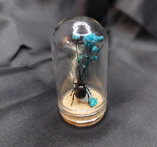 Mini-cloche scarabée turquoise 