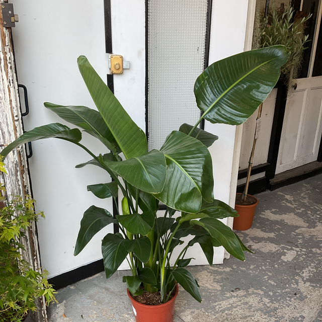 Strelitzia Nicolai