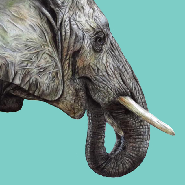 ‘Elephant’ Canvas