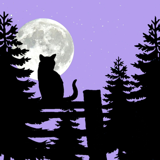 Cat and Moon