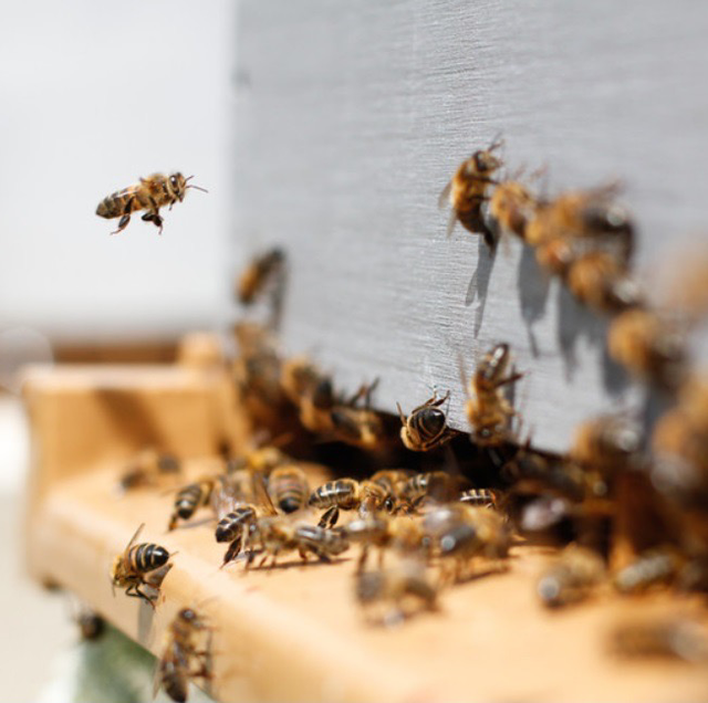 Adotta un Alveare: Aiuta le Api, Raccogli il Miele!