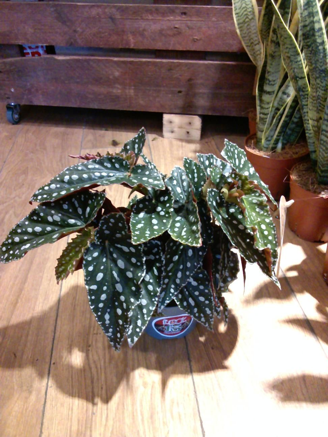Begonia maculata in 14cm pot