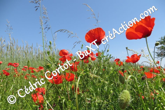 Impression sur alu dibond - Paysages et divers (ref 4021)