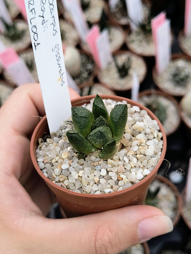 Ariocarpus fissuratus v. Loydii