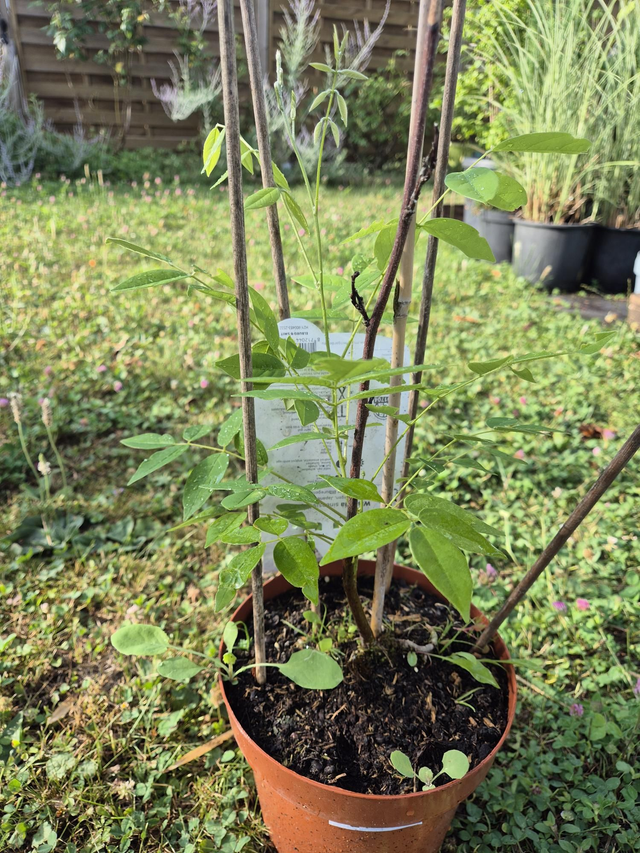 Glycine sinensis prolifique pot 3L