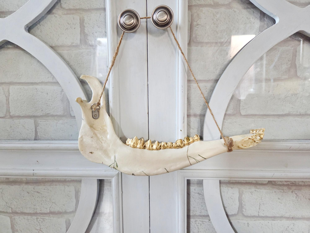 Decorative Fallow Deer Jaw Bone - Floral Design