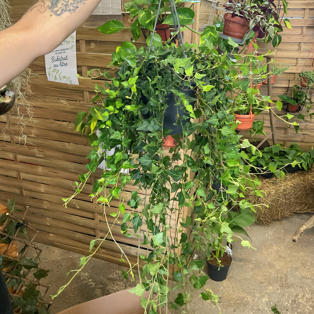 Hedera suspension 