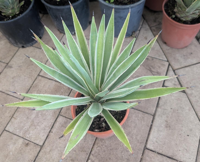 Agave Angustifolia