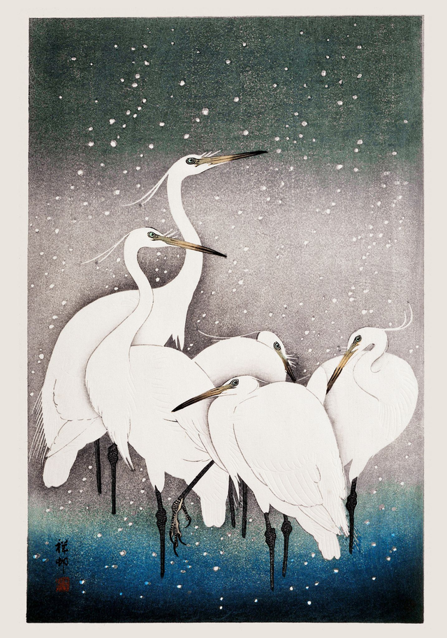 5 White Cranes in the snow