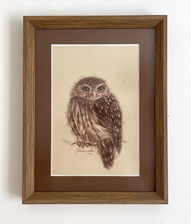 Original - Chouette Chevêchette perlée d&#039;Afrique