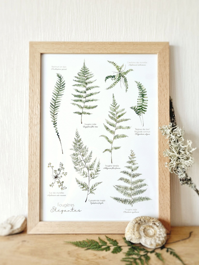 Affiche "Fougères élégantes"