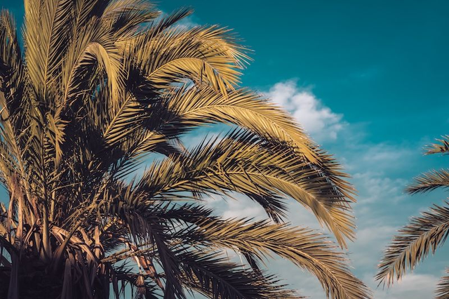 Palme