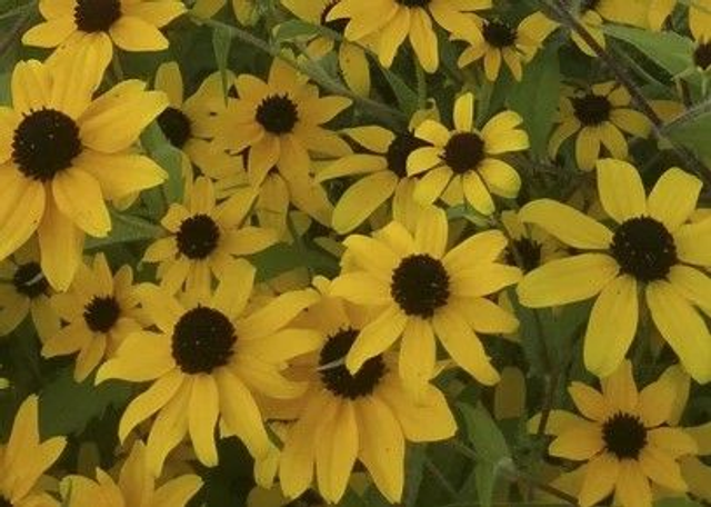 Rudbeckia Macau AB - Rudbeckia triloba