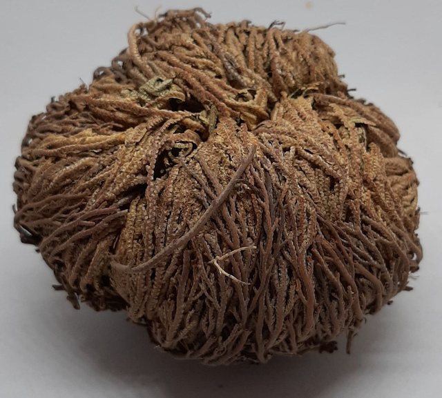 Jerikonruusu koko vaihtelee