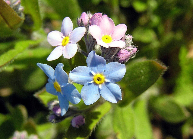 Boucles d'oreilles Myosotis