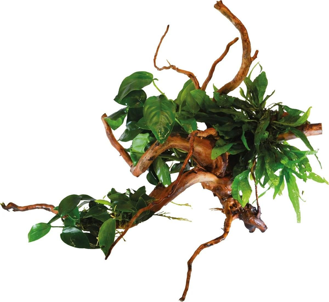 Spiderwood Size S met planten ( +- 40cm ) 8715897352232