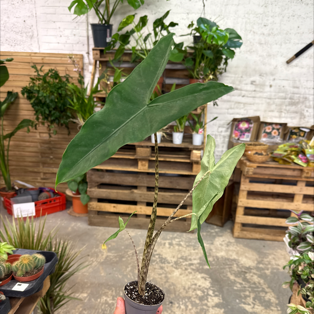 Baby Alocasia Zebrina