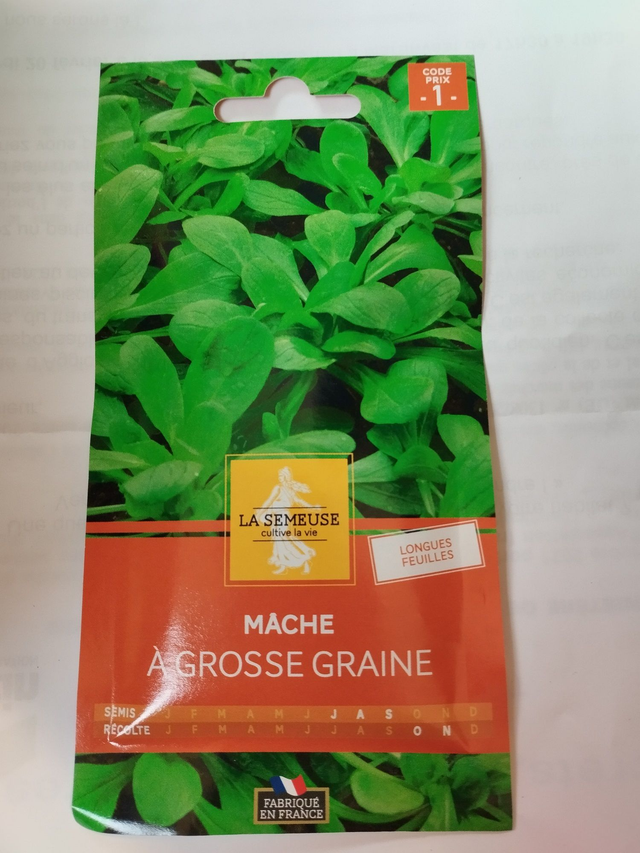 Mâche à grosse graine