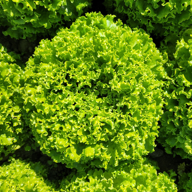 Batavia verte bio 🥬