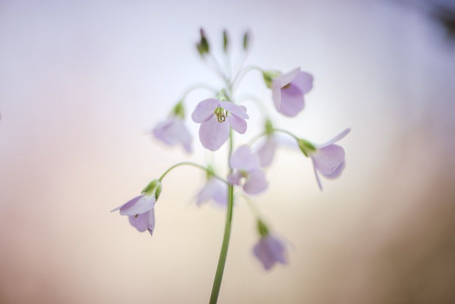 Cardamine des prés