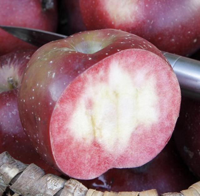 Red devil  - scion 1 an - racines nues